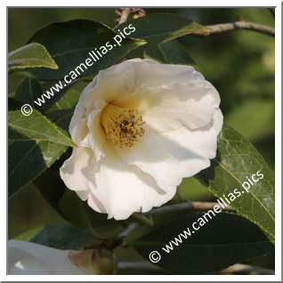 Camellia Hybride 'Honeymoon'