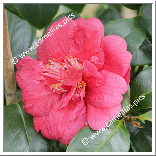 Camellia Japonica 'Hongfengwei'