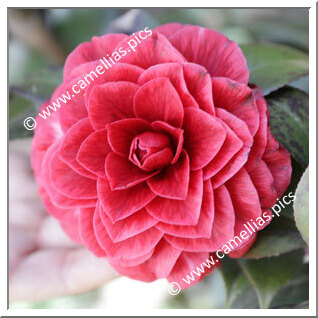 Camellia Japonica 'Hongye Beila'