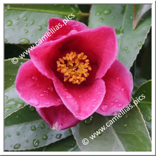 Camellia Hybride 'Honkon-no-hoshi'