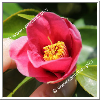 Camellia Hybrid 'Honkon-no-hoshi'