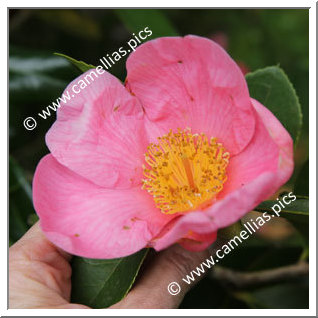 Camellia Hybrid 'Hooker'