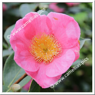 Camellia Hybrid 'Hooker'