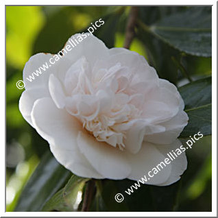 Camellia Hybrid C.x williamsii 'Hope'