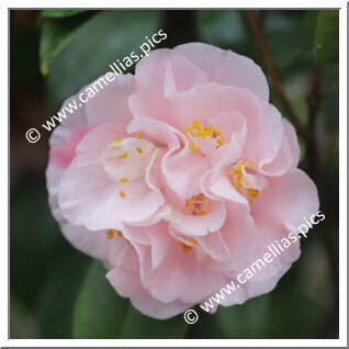 Camellia Japonica 'Hopkin's Pink'