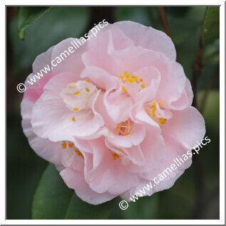 Camellia Japonica 'Hopkin's Pink'
