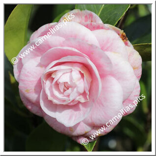 Camellia Japonica 'Horto Loureiro'