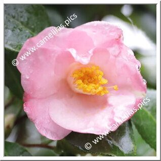 Camellia Japonica 'Hôsen'