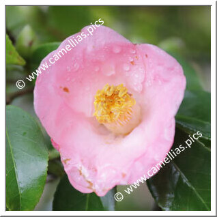 Camellia Japonica 'Hôsen'