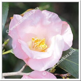 Camellia Japonica 'Hôsenji'