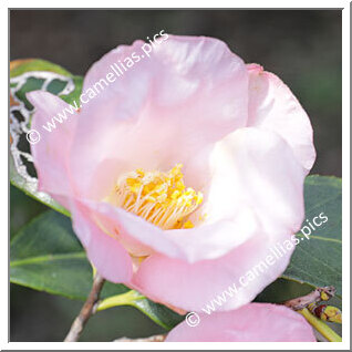 Camellia Japonica 'Hôsenji'