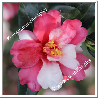 Camellia Sasanqua 'Hoshihiryû'