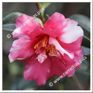 Camellia Sasanqua 'Hoshihiryû'