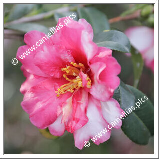 Camellia Sasanqua 'Hoshihiryû'