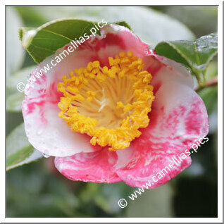 Camellia Japonica 'Hosshin-shibori'