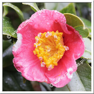 Camellia Japonica 'Hosshin-shibori'
