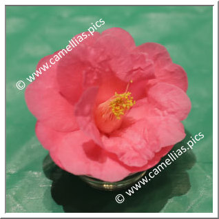 Camellia Hybride 'Hot Pink'