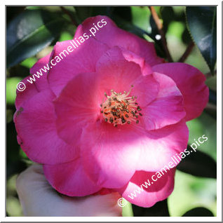 Camellia Hybride C.x williamsii 'Hot Stuff'