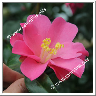 Camellia Japonica 'Hôu ôu'