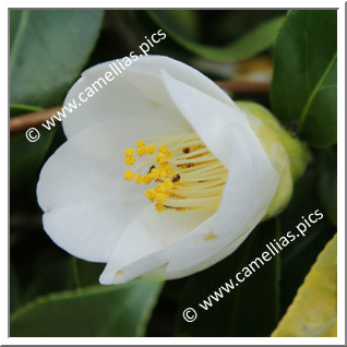 Camellia Japonica 'Houki-jiro'