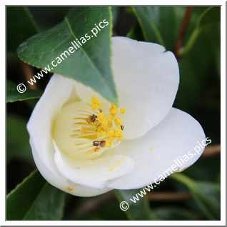 Camellia Japonica 'Houki-jiro'