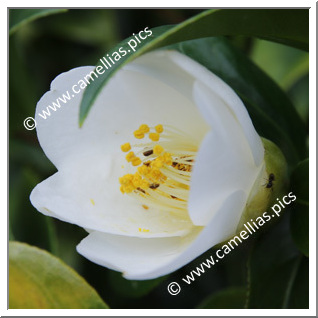 Camellia Japonica 'Houki-jiro'