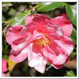 Camellia Hybrid C.reticulata  'Frank Houser Variegated'