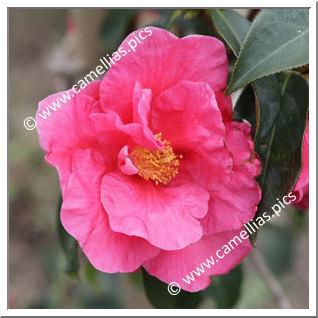 Camellia Reticulata 'Houye Diechi'