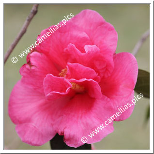 Camellia Reticulata 'Houye Diechi'