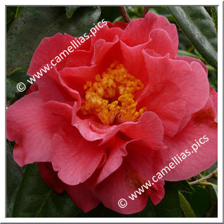 Camellia Hybride C.reticulata 'Howard Asper'