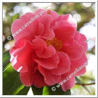 Camellia Hybrid C.reticulata  'Howard Asper'