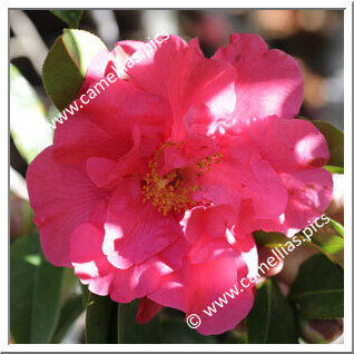 Camellia Hybrid C.reticulata  'Howard Asper'