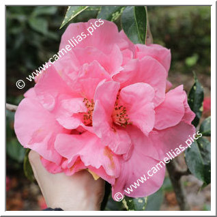 Camellia Hybride C.reticulata 'Howard Dumas'