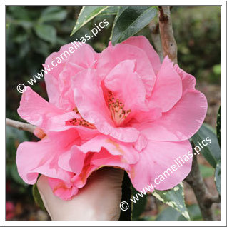 Camellia Hybrid C.reticulata  'Howard Dumas'