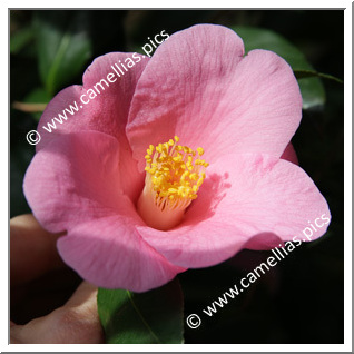 Camellia Botanique 'C. hozanensis'