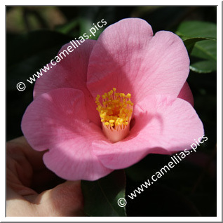 Camellia Botanique C. hozanensis