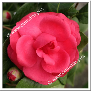 Camellia Japonica 'Souvenir de Hubert Thoby'