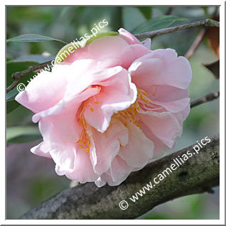 Camellia Japonica 'Marjorie Huckabee'