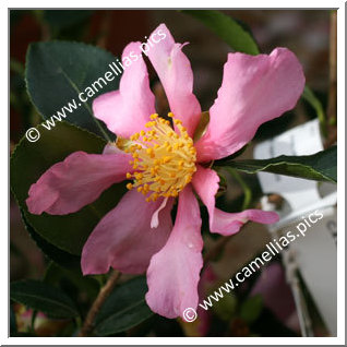 Camellia Sasanqua 'Hugh Evans'