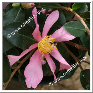 Camellia Sasanqua 'Hugh Evans'