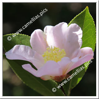 Camellia Botanique 'C. huillensis'