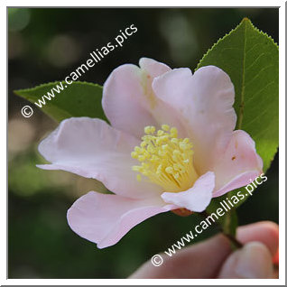 Camellia Botanique 'C. huillensis'