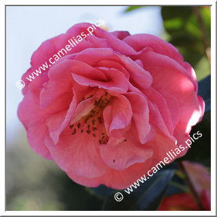 Camellia Hybride 'Hulyn Smith'