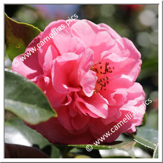 Camellia Hybride 'Hulyn Smith'