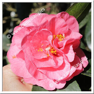 Camellia Hybrid 'Hulyn Smith'