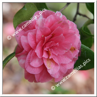 Camellia Japonica 'Humilis'