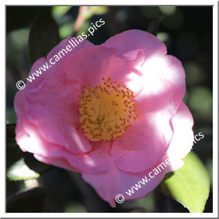 Camellia Japonica 'Henry E. Huntington'