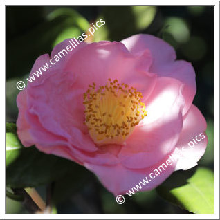 Camellia Japonica 'Henry E. Huntington'