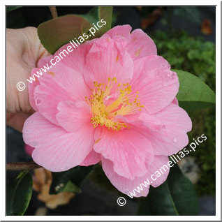 Camellia Hybrid 'Ice Follies'