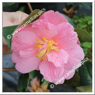 Camellia Hybride 'Ice Follies'